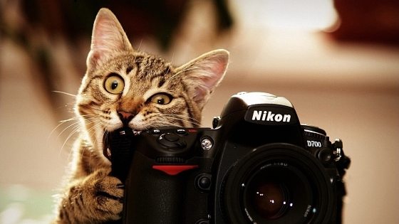 Cat Taking Photo